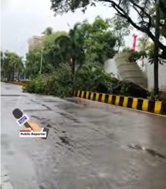Tree Fall At Santacruz