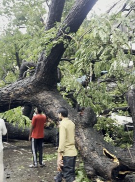 Tree Fall At Mazgaon