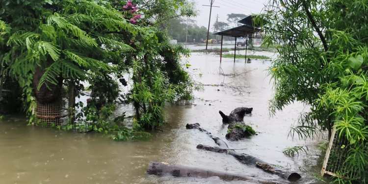 Heavy rain wreaks havoc across MP; five bodies recovered after car swept away, 3 missing