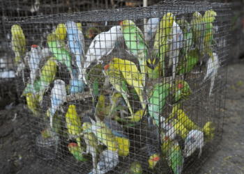 Delhi: 863 animals and birds rescued after joint raid against illegal wildlife trade