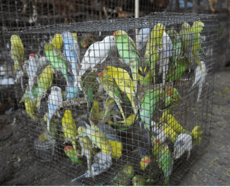 Delhi: 863 animals and birds rescued after joint raid against illegal wildlife trade
