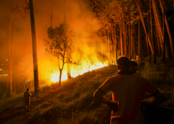 10 acres of Chamarajanagar reserve gutted; fire suspected to be retaliation for killing of poachers by Forest Dept