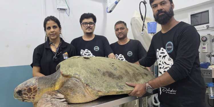 100 KG Rare Turtle Ko Mumbai Police Ne Samundar Se Kiya Rescue