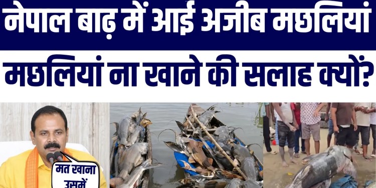 Nepal Flood Se Bihar Aayi Ajeeb Fishes Sarkar Ne Di Na Khane Ki Warning | Lekin Kyun?