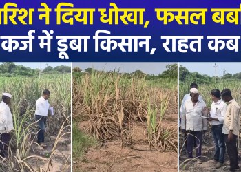 Drought Strikes Daund in Pune Rural; Crops Wither Due to Water Scarcity