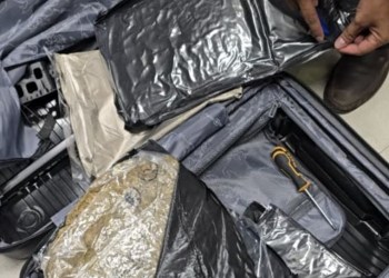 Hydroponic weed valued at Rs 44.27 lakh concealed in trolley bag seized at Pune airport; passenger arrested