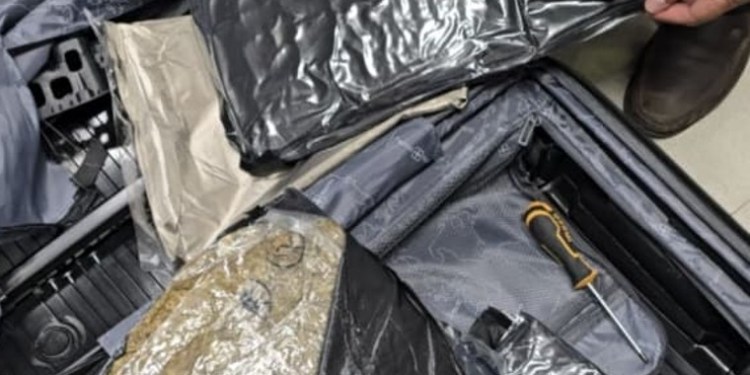 Hydroponic weed valued at Rs 44.27 lakh concealed in trolley bag seized at Pune airport; passenger arrested