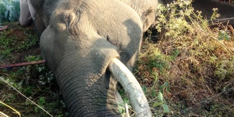 Two wild elephants found dead in Karnataka’s Chamarajanagar district