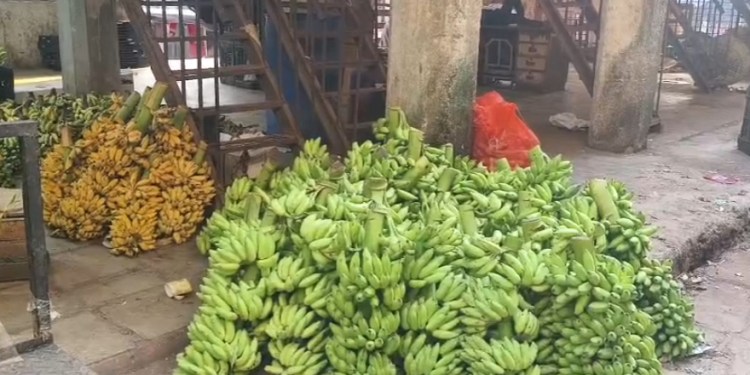 Chemical Se Pakaye Ja Rahe The Kele, Navi Mumbai APMC Mein FDA Ka Action, 1,394 Kg Bananas Seized, Police Case Registered