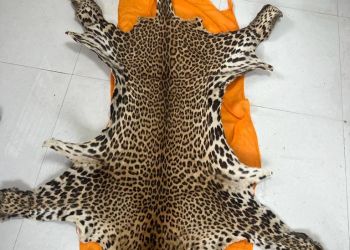DRI busts illegal leopard skin syndicate in Maha’s Gondia